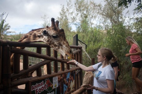 tabita fodrer giraffer