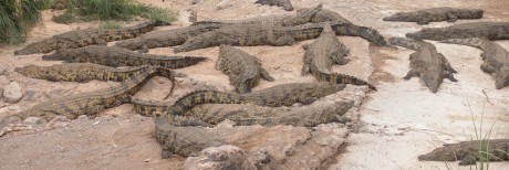krokodiller